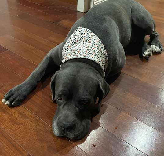 Photo of Rocco