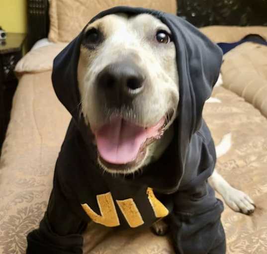 Photo of Stubby