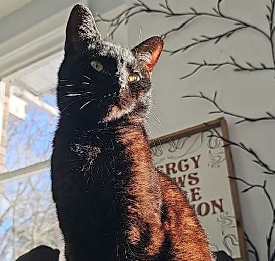 Photo of Kitty Boy
