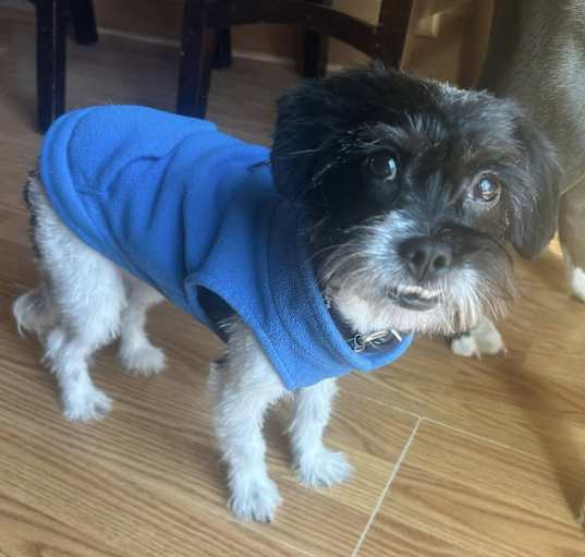 Photo of Oreo