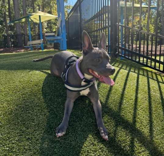 Photo of Zuri