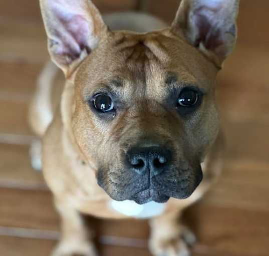 Photo of Ember