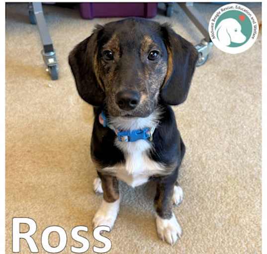 Photo of ROSS