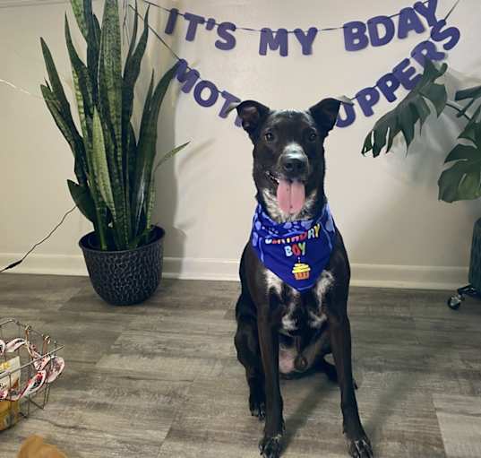 Photo of Buddy