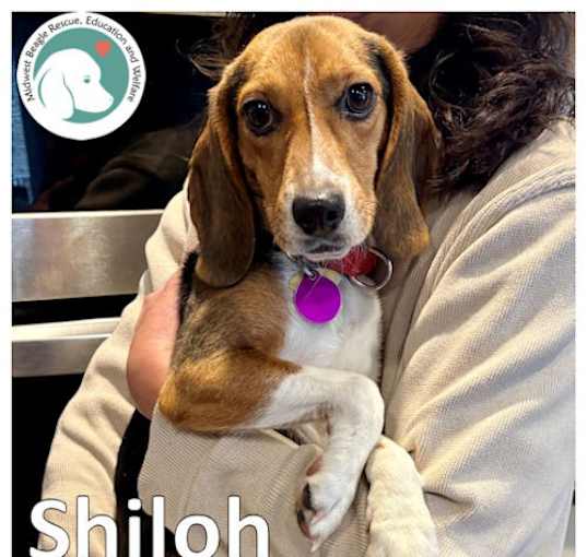 Photo of SHILOH