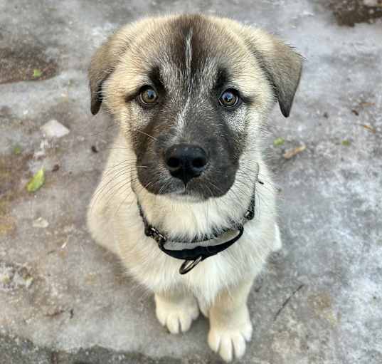 Photo of Sammy