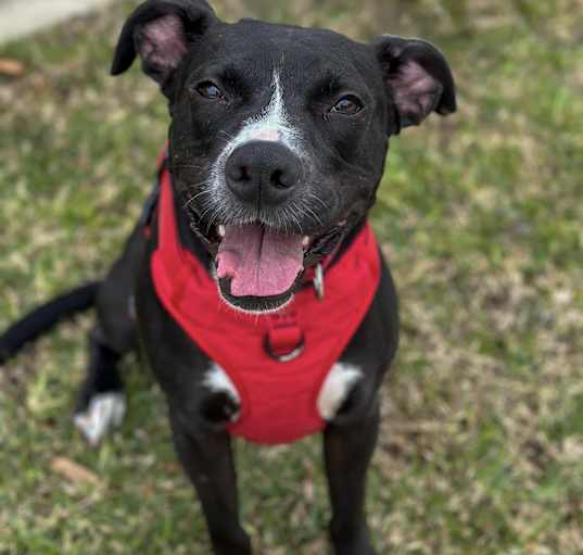 Photo of Jester