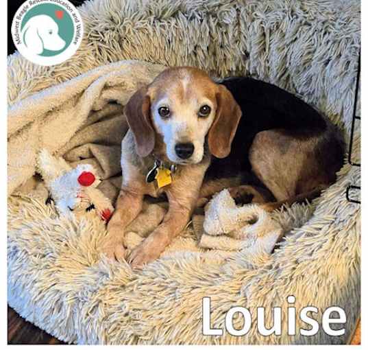 Photo of LOUISE