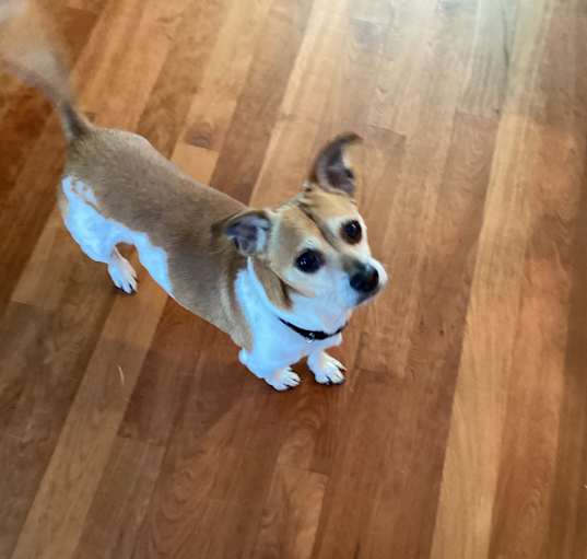 Photo of Gizmo