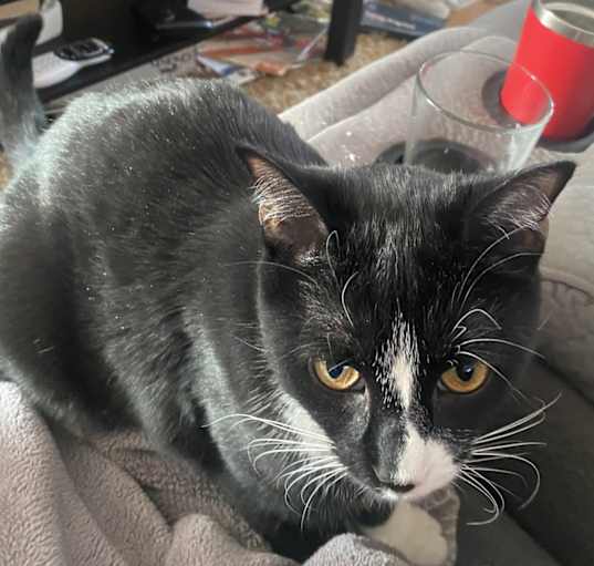 Photo of Mittens