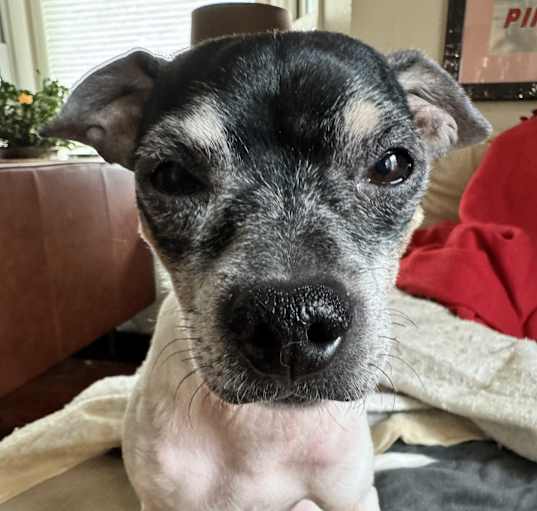 Photo of Dobby