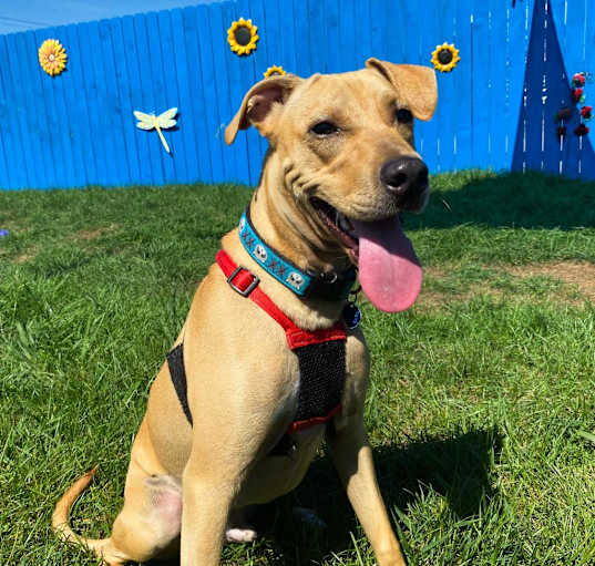 Photo of Odie