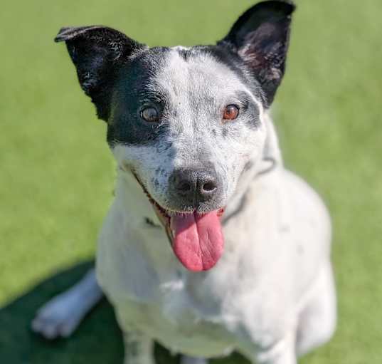 Photo of Sweetie