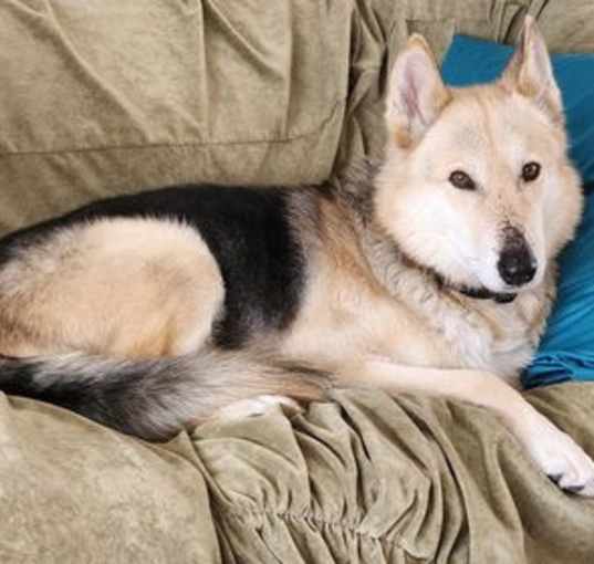 Photo of Tobi