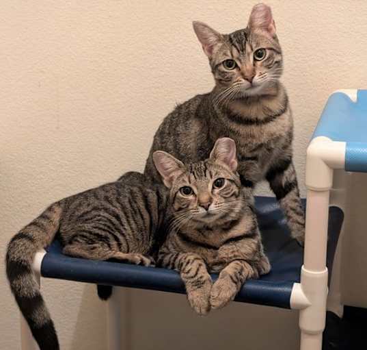 Photo of Janet & Chrissy - bonded sisters
