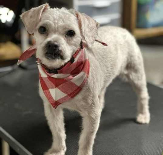 Photo of Ziggy