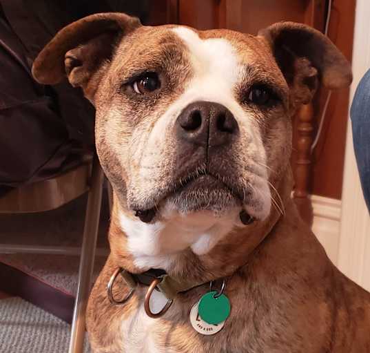 Photo of Pudge