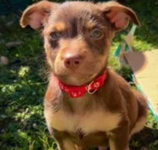 Photo of Scout