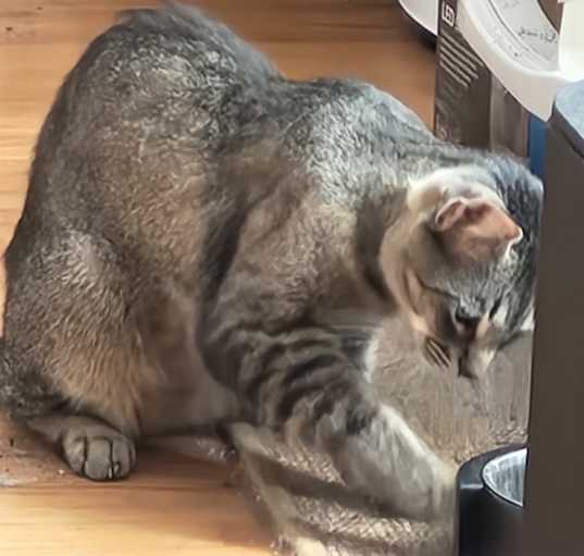 Photo of Tofu