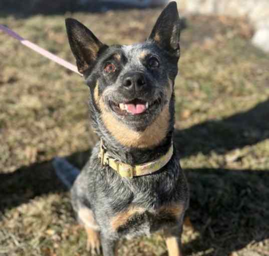 Photo of Dixie