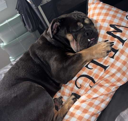 Photo of Lola