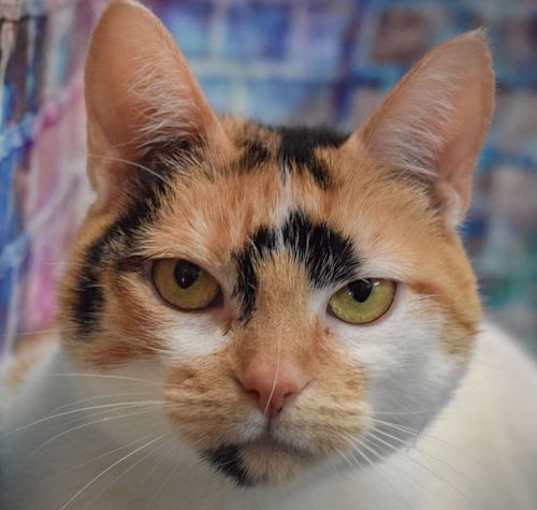 Photo of Deja