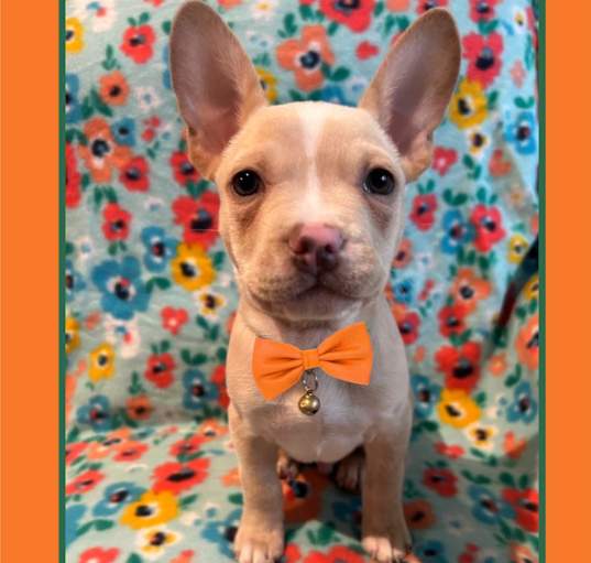 Photo of Hershey