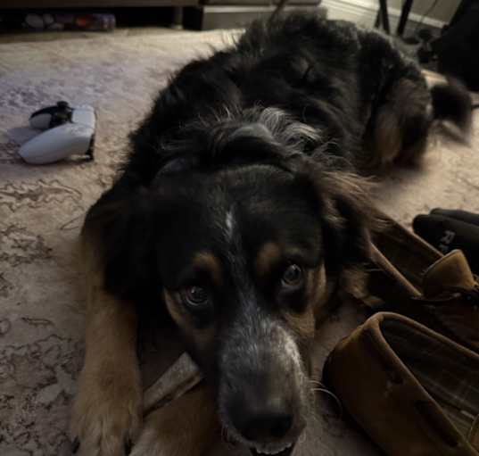 Photo of Mac