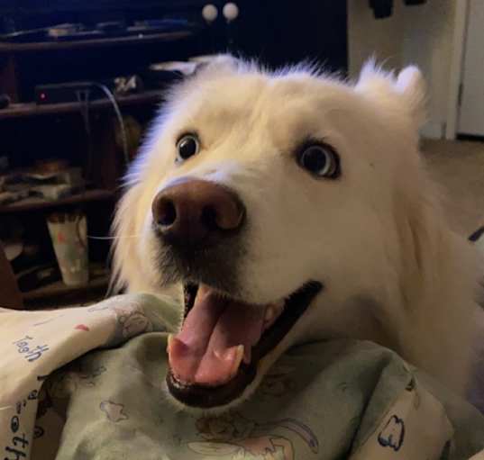 Photo of Pyper