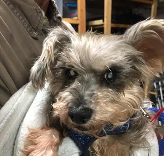 Photo of Blanche (looking for adopter & sponsors!)