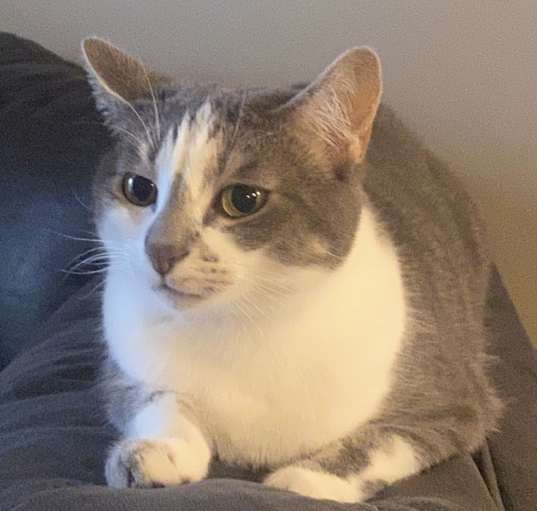 Photo of Mazie