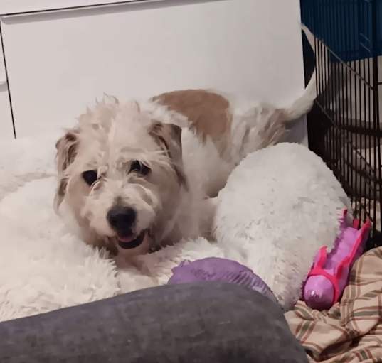 Photo of Bandit