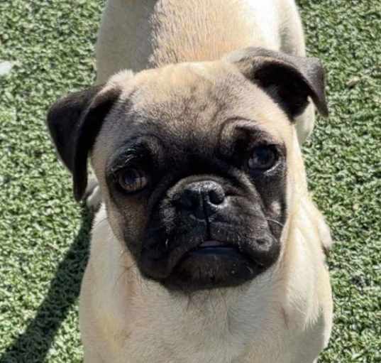 Photo of Oswald