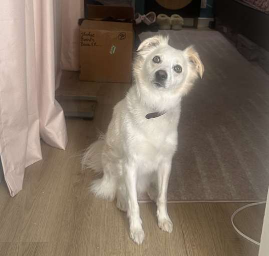 Photo of Dottie