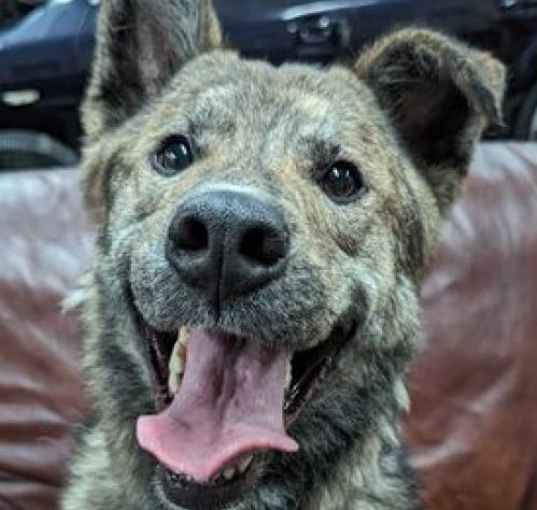 Photo of Bear