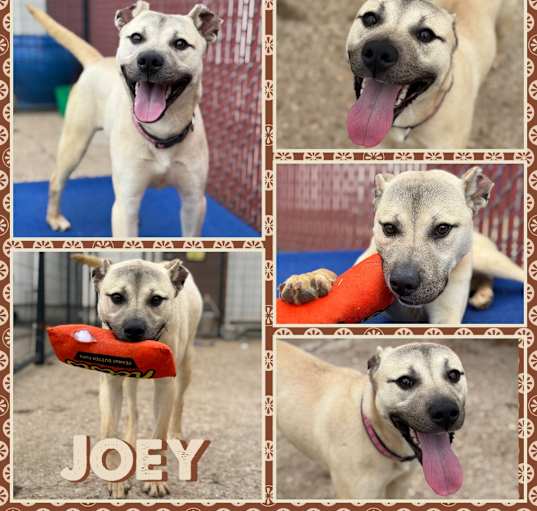 Photo of Joey