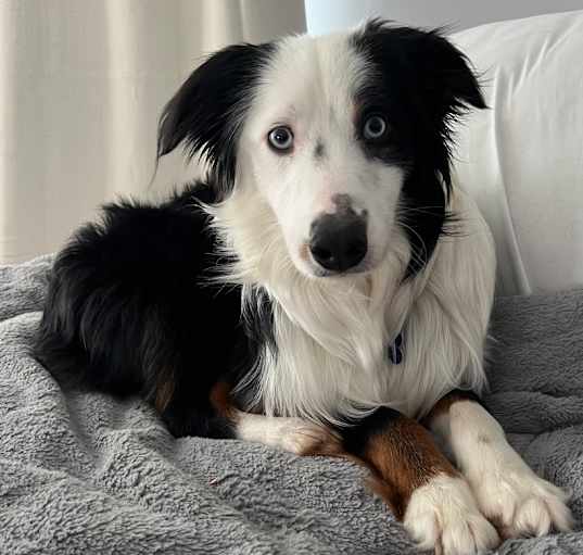 Photo of Java