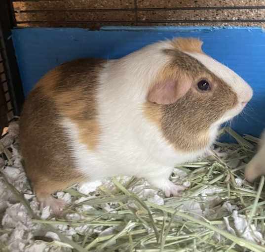 Photo of Walter & Oliver (M)