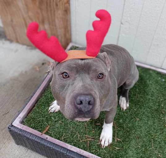 Photo of Oliver