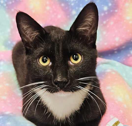 Photo of Henry - RC PetSmart
