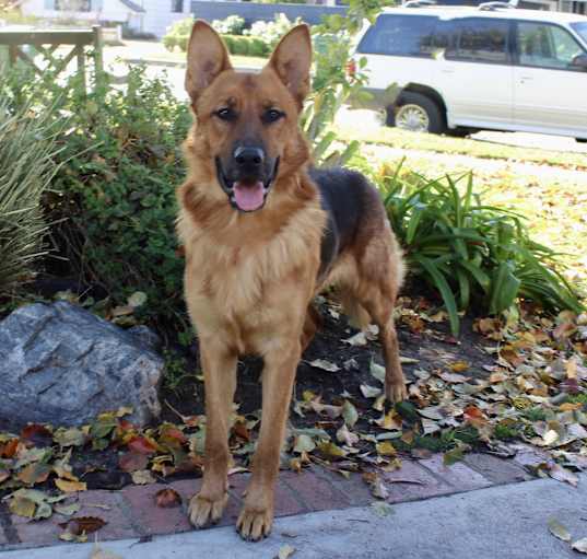 Photo of Ryder
