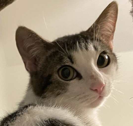 Photo of Appito