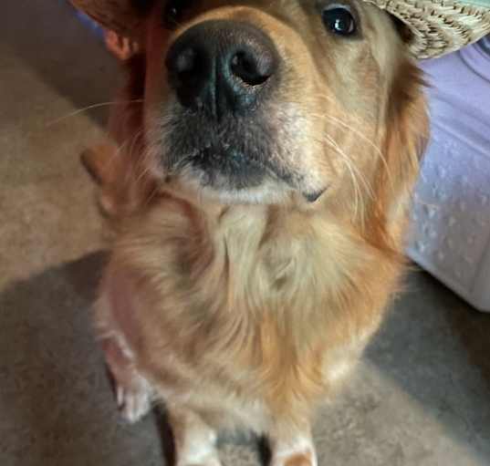 Photo of Otis
