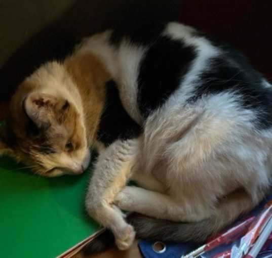 Photo of Luna