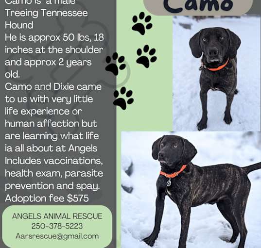Photo of Camo