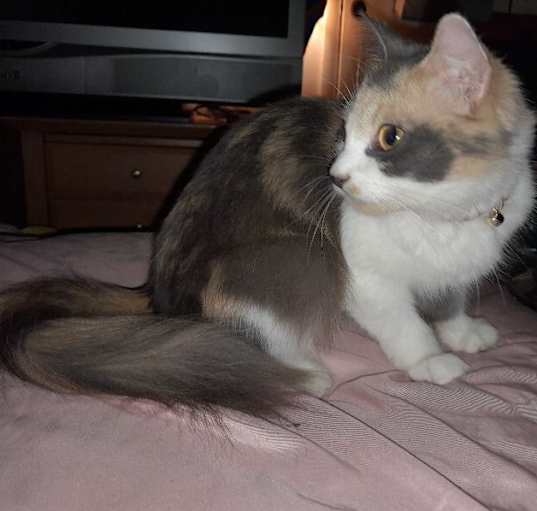 Photo of Patches - Pregnant