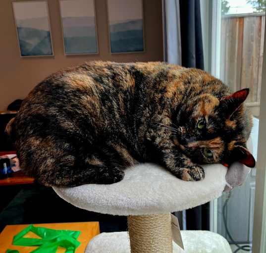 Photo of Chiquita