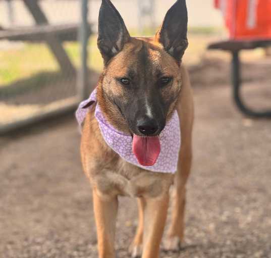 Photo of Buttercup