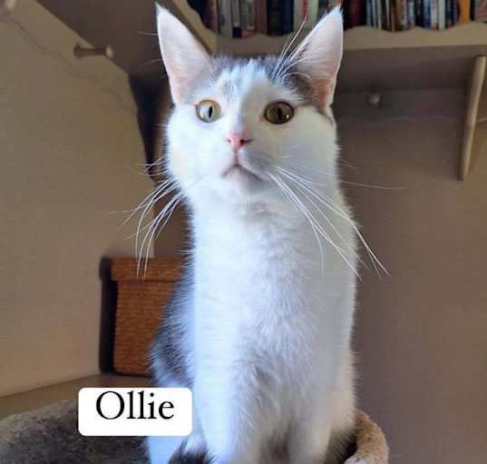 Photo of Oliver aka Ollie