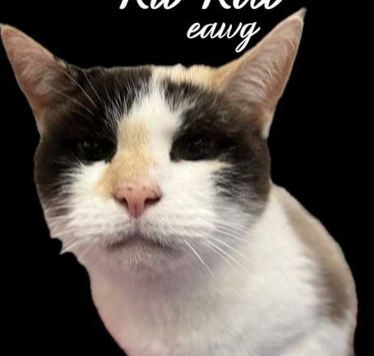 Photo of Kit Kat Stewart